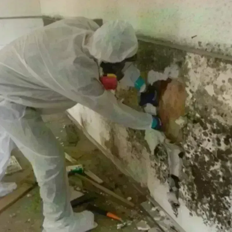 Mold Remediation and Removal in Mahwah, NJ